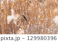 雑木林の枝にとまるモズ 129980396