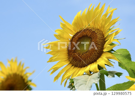 空を見上げるひまわり 空を見上げるひまわり 129980575