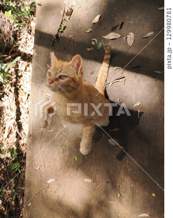 おもちゃで遊ぶ可愛い子猫 おもちゃで遊ぶ可愛い子猫 129980781