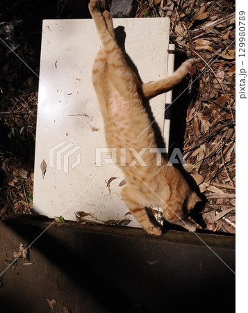 おもちゃで遊ぶ可愛い子猫 129980789