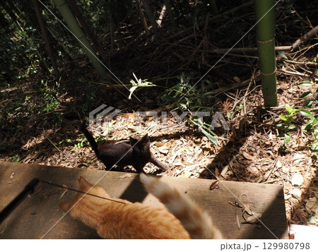 おもちゃで遊ぶ可愛い子猫 おもちゃで遊ぶ可愛い子猫 129980798