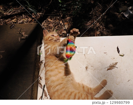 おもちゃで遊ぶ可愛い子猫 おもちゃで遊ぶ可愛い子猫 129980799