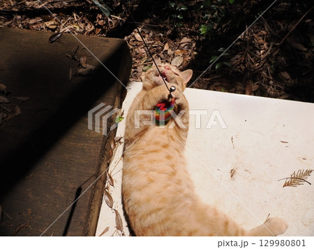 おもちゃで遊ぶ可愛い子猫 129980801