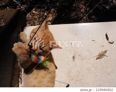 おもちゃで遊ぶ可愛い子猫 129980802