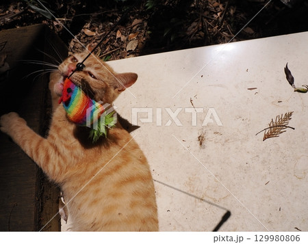 おもちゃで遊ぶ可愛い子猫 129980806
