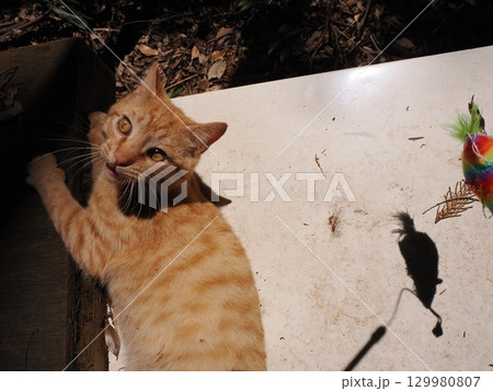 おもちゃで遊ぶ可愛い子猫 おもちゃで遊ぶ可愛い子猫 129980807
