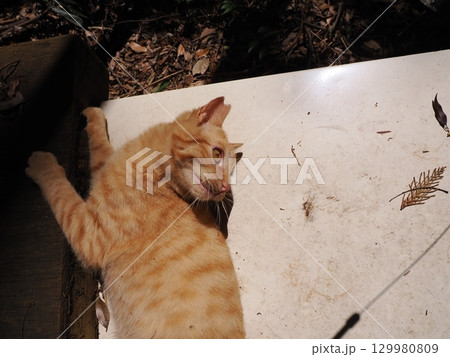 おもちゃで遊ぶ可愛い子猫 おもちゃで遊ぶ可愛い子猫 129980809