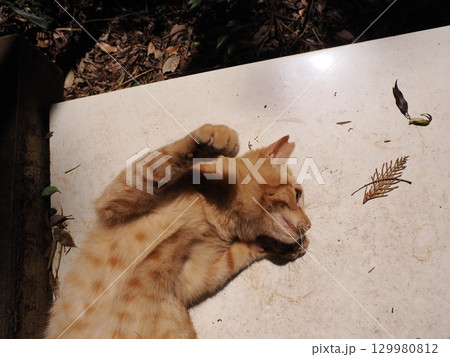 おもちゃで遊ぶ可愛い子猫 おもちゃで遊ぶ可愛い子猫 129980812