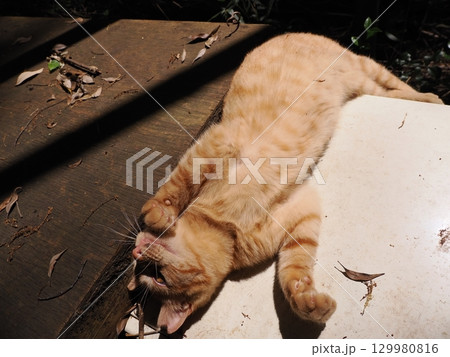 おもちゃで遊ぶ可愛い子猫 おもちゃで遊ぶ可愛い子猫 129980816