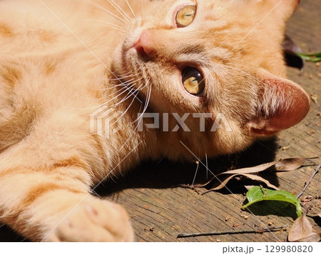 おもちゃで遊ぶ可愛い子猫 おもちゃで遊ぶ可愛い子猫 129980820
