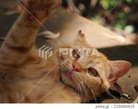 おもちゃで遊ぶ可愛い子猫 おもちゃで遊ぶ可愛い子猫 129980824