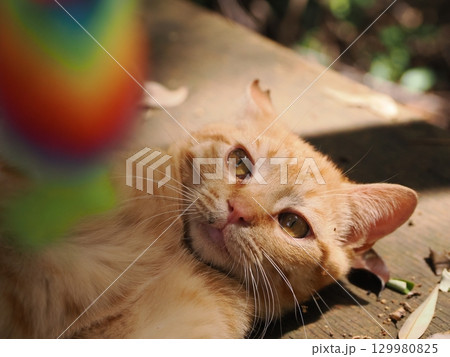 おもちゃで遊ぶ可愛い子猫 おもちゃで遊ぶ可愛い子猫 129980825