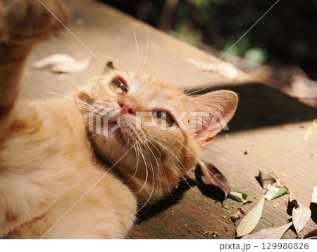 おもちゃで遊ぶ可愛い子猫 おもちゃで遊ぶ可愛い子猫 129980826