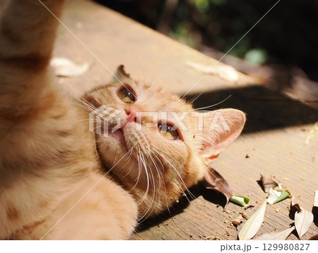 おもちゃで遊ぶ可愛い子猫 129980827