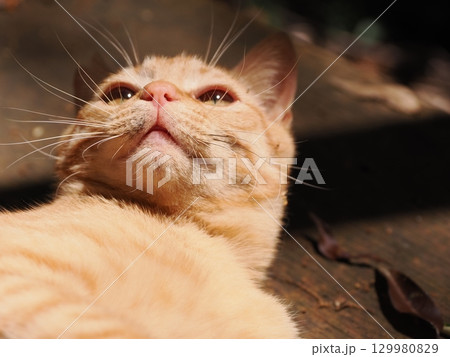 おもちゃで遊ぶ可愛い子猫 129980829