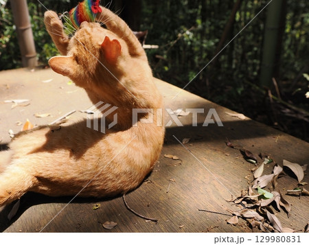 おもちゃで遊ぶ可愛い子猫 129980831