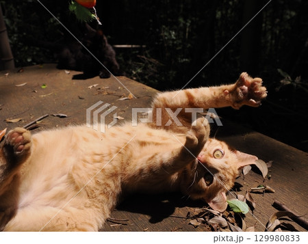 おもちゃで遊ぶ可愛い子猫 129980833