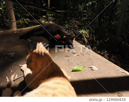 おもちゃで遊ぶ可愛い子猫 129980838