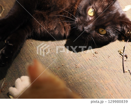 おもちゃで遊ぶ可愛い子猫 129980839