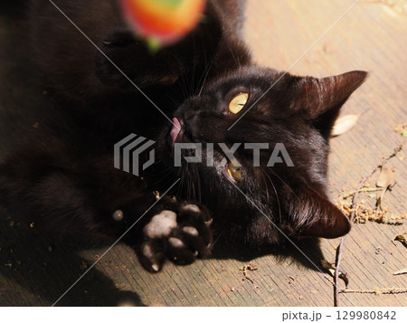 おもちゃで遊ぶ可愛い子猫 129980842