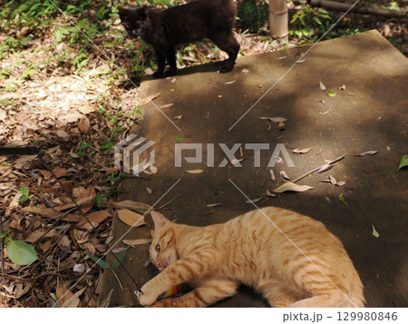 おもちゃで遊ぶ可愛い子猫 129980846