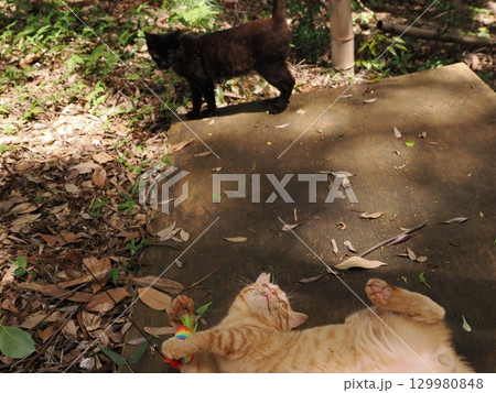 おもちゃで遊ぶ可愛い子猫 129980848