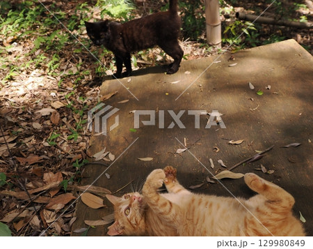 おもちゃで遊ぶ可愛い子猫 おもちゃで遊ぶ可愛い子猫 129980849