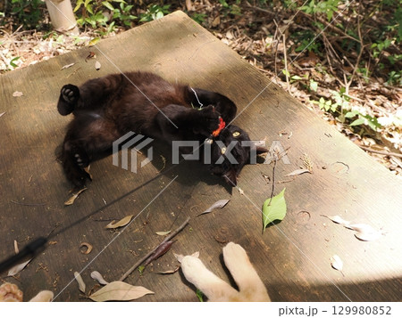 おもちゃで遊ぶ可愛い子猫 129980852