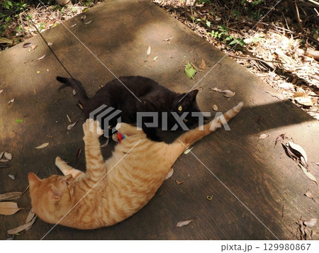 おもちゃで遊ぶ可愛い子猫 129980867