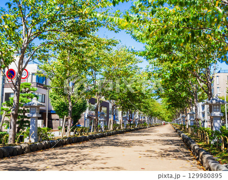 鎌倉 鶴岡八幡宮に続く段葛(だんかずら) 鎌倉 鶴岡八幡宮に続く段葛(だんかずら) 129980895