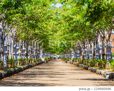 鎌倉 鶴岡八幡宮に続く段葛(だんかずら) 鎌倉 鶴岡八幡宮に続く段葛(だんかずら) 129980896