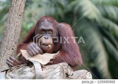 Close-up of a Bornean orangutan or Pongo pygmaeus resting on a tree trunk in a tropical forest. Close-up of a Bornean orangutan or Pongo pygmaeus resting on a tree trunk in a tropical forest. 129980908
