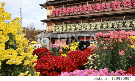 笠間の菊まつり 129980994