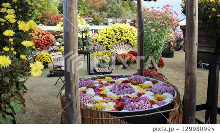 笠間の菊まつり 笠間の菊まつり 129980995