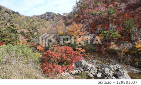 紅葉した山 夏井川渓谷 紅葉した山 夏井川渓谷 129981037