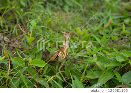 Exotic bird partially hidden among lush green foliage in natural habitat, showing unique colors and intricate patterns in warm early morning light, perfect for wildlife and conservation photography. 129981196
