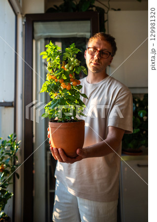 Man hold dwarf yellow cherry tomato plant in pot at home. Urban vegetable growing, indoor farming,  129981320