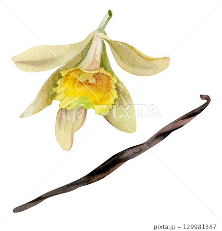 Vanilla orchid flower bloom, seed pod, natural spice. Isolated tropical plant illustration hand drawn in watercolor. Gourmet flavor branding, botanical decor, artisanal dessert design, aromatherapy. 129981387