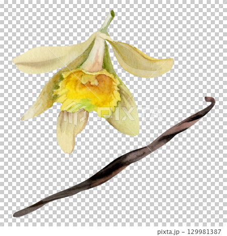 Vanilla orchid flower bloom, seed pod, natural spice. Isolated tropical plant illustration hand drawn in watercolor. Gourmet flavor branding, botanical decor, artisanal dessert design, aromatherapy. 129981387