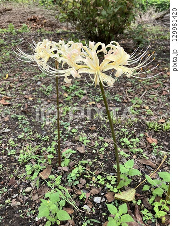 クリーム色の彼岸花 クリーム色の彼岸花 129981420