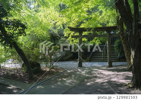 緑に覆われた参道 緑に覆われた参道 129981503