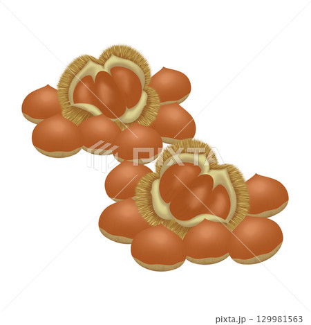 秋の味覚_栗 秋の味覚_栗 129981563