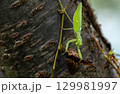 アブラゼミを捕食するハラビロカマキリ 129981997