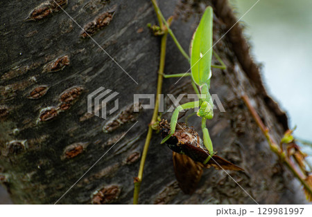 アブラゼミを捕食するハラビロカマキリ 129981997