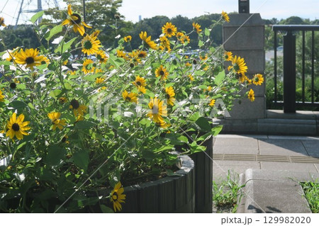 道路沿いに咲くひまわりの花 129982020