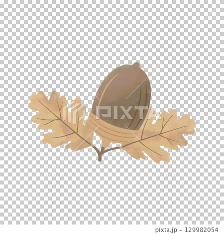 水彩風格橡子秋季插圖，有葉子，深棕色 129982054