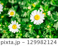 春　クリサンセマム（ノースポール） 129982124
