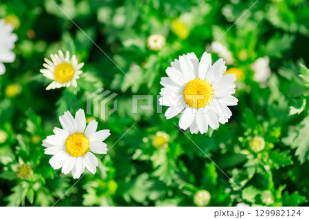 春 クリサンセマム(ノースポール) 春 クリサンセマム(ノースポール) 129982124