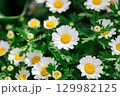 クリサンセマム（ノースポール） 129982125