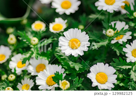 クリサンセマム（ノースポール） 129982125